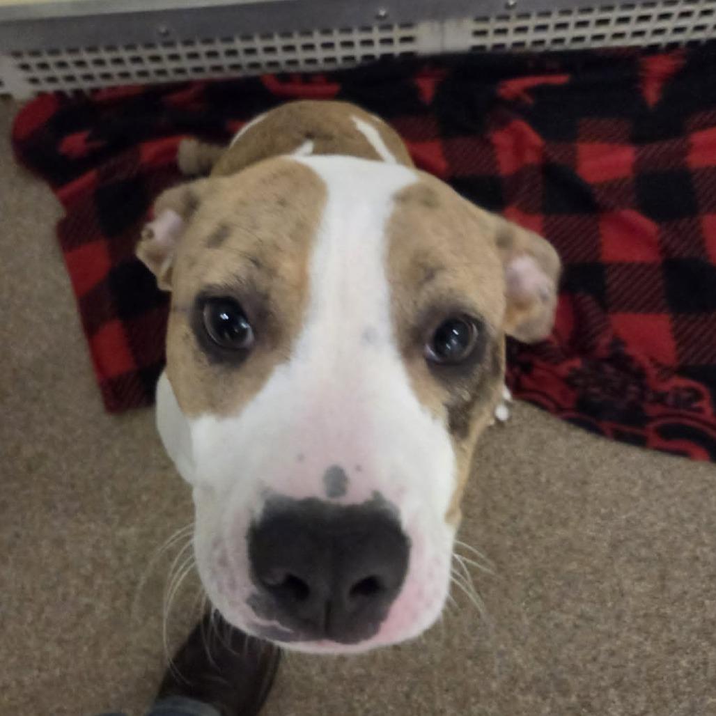 Enlarge Allie, a Adoptable Mixed Breed in Ballston Spa, NY image 3/4