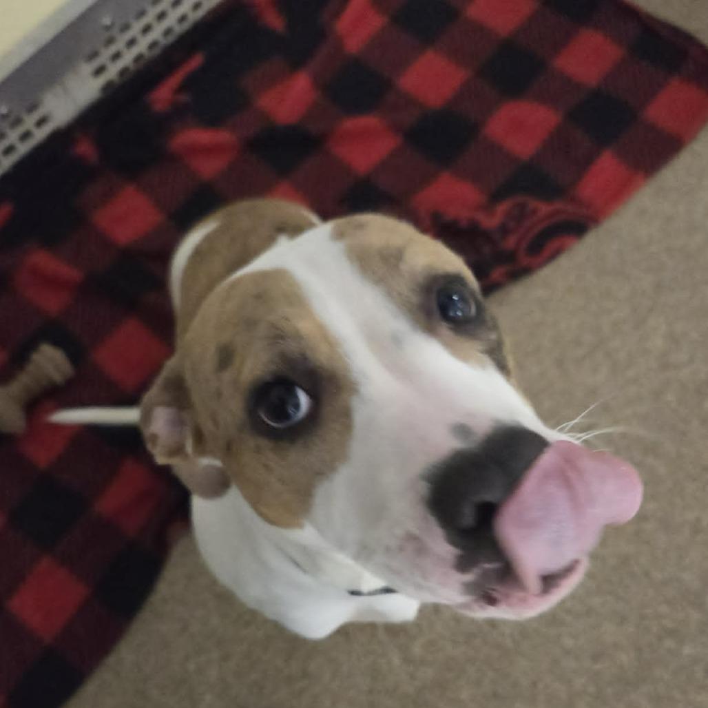 Enlarge Allie, a Adoptable Mixed Breed in Ballston Spa, NY image 4/4