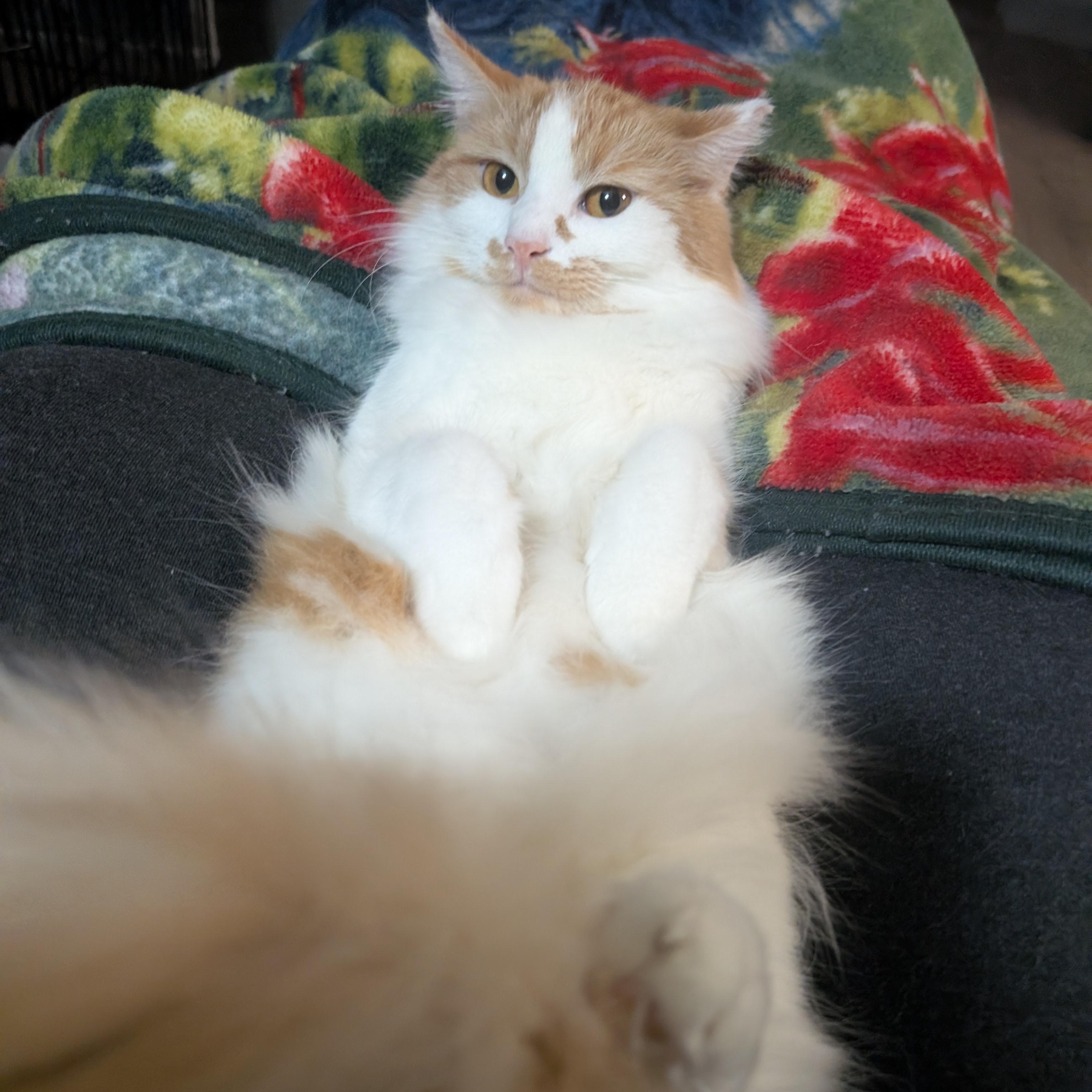 Enlarge Eden, a Adoptable Domestic Medium Hair in San Francisco, CA image 5/6