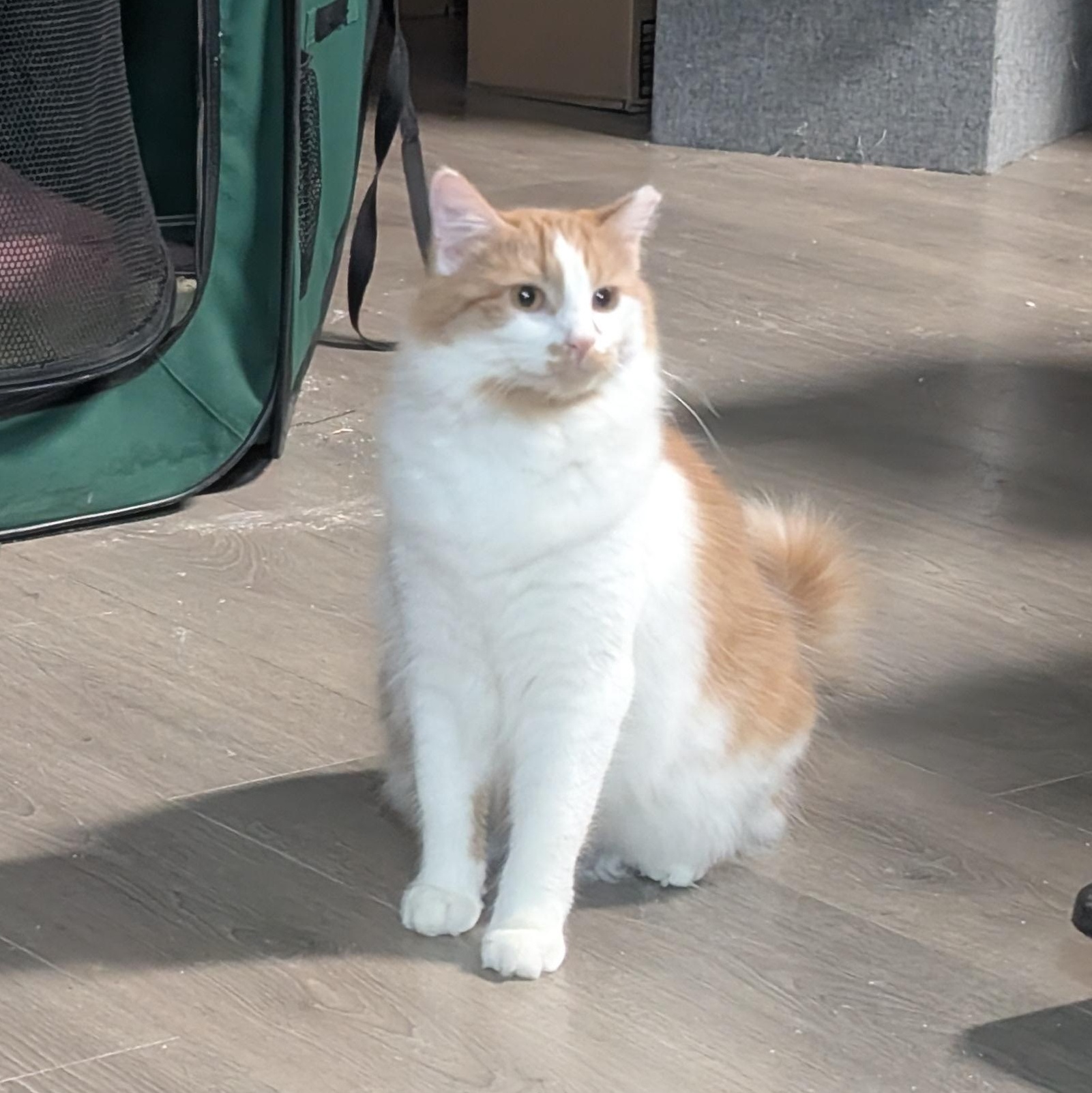 Enlarge Eden, a Adoptable Domestic Medium Hair in San Francisco, CA image 1/6