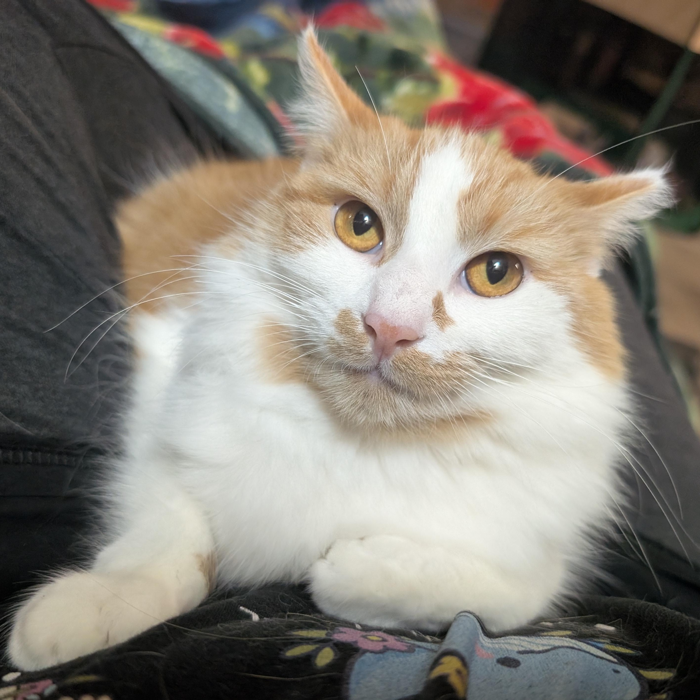 Enlarge Eden, a Adoptable Domestic Medium Hair in San Francisco, CA image 2/6