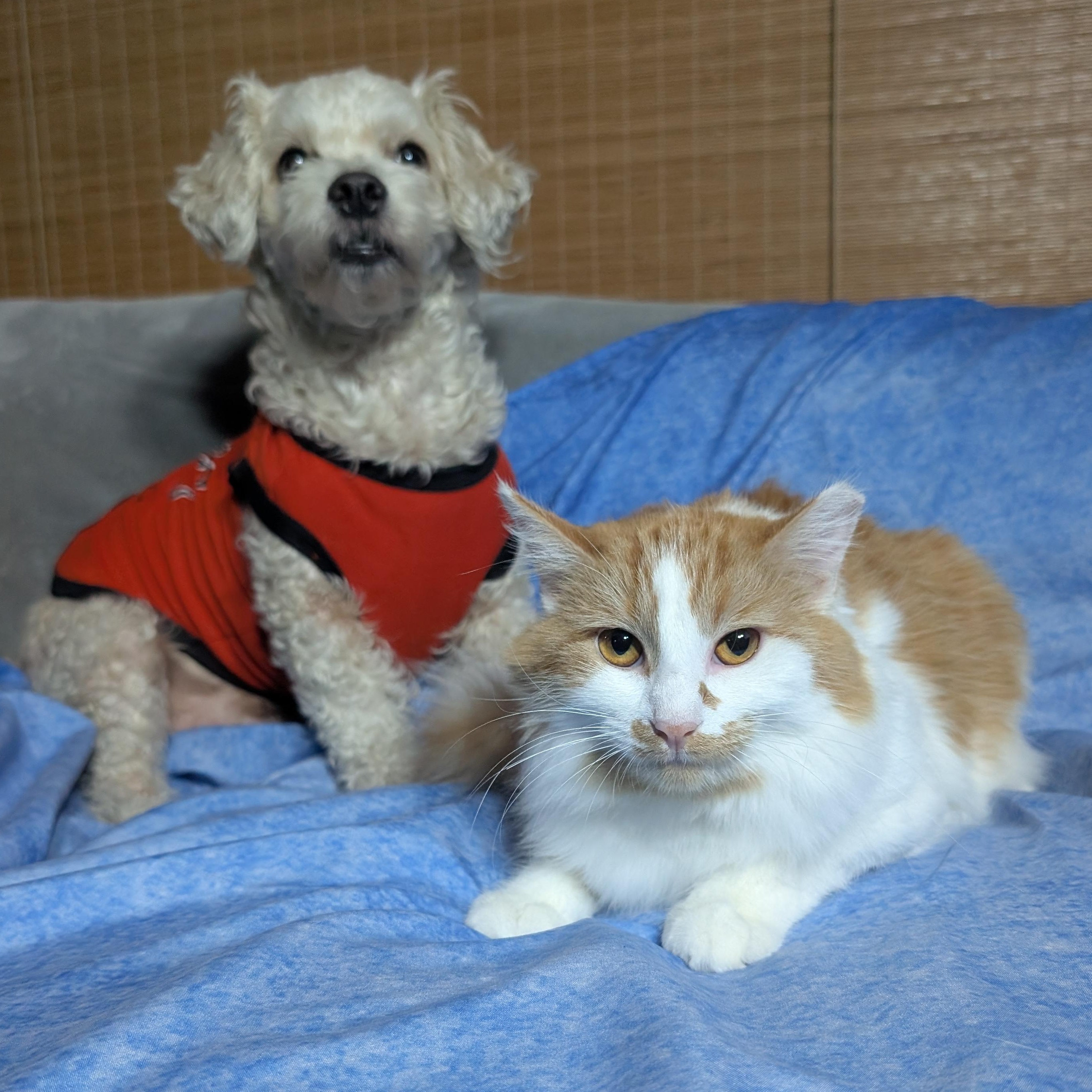 Enlarge Eden, a Adoptable Domestic Medium Hair in San Francisco, CA image 4/6
