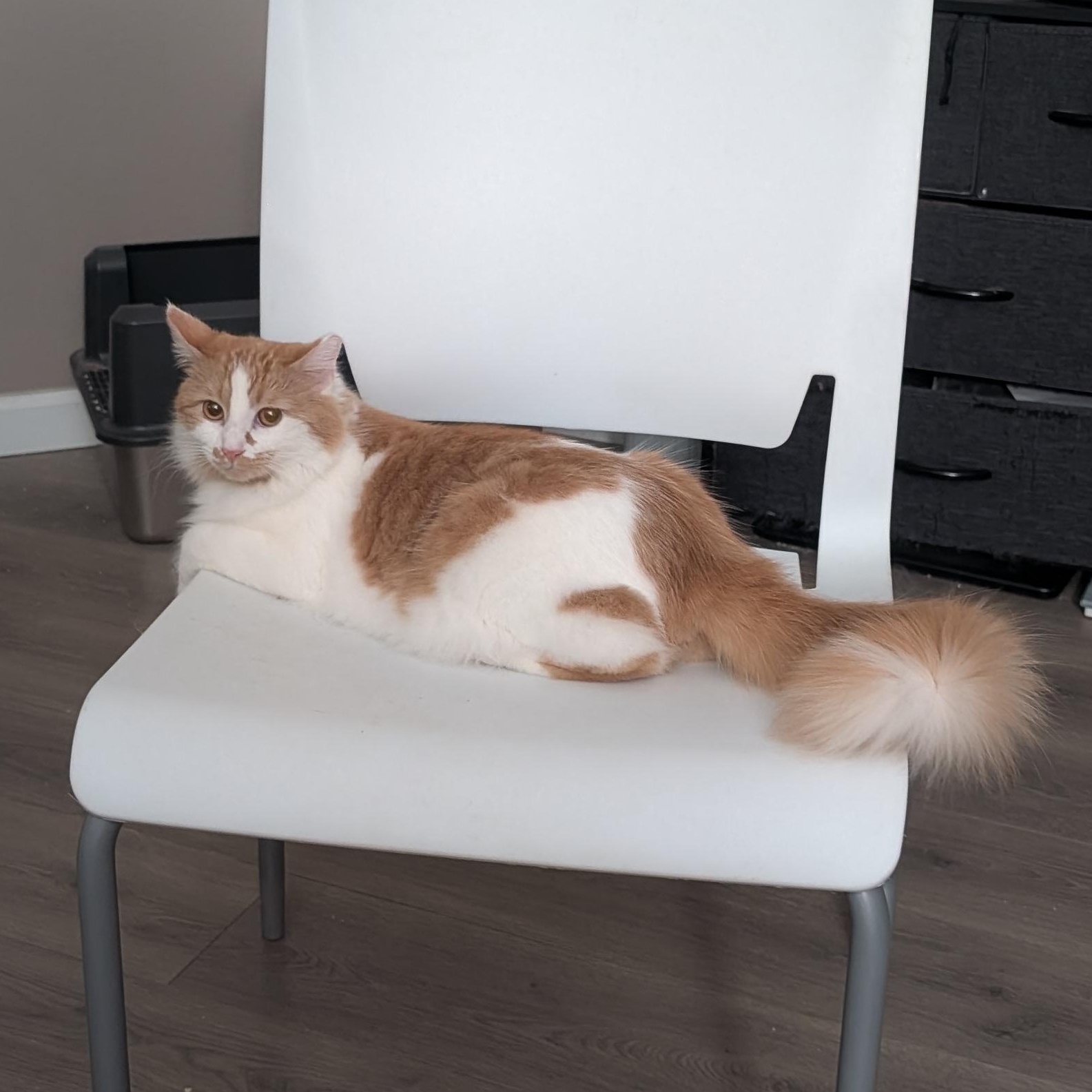 Enlarge Eden, a Adoptable Domestic Medium Hair in San Francisco, CA image 3/6