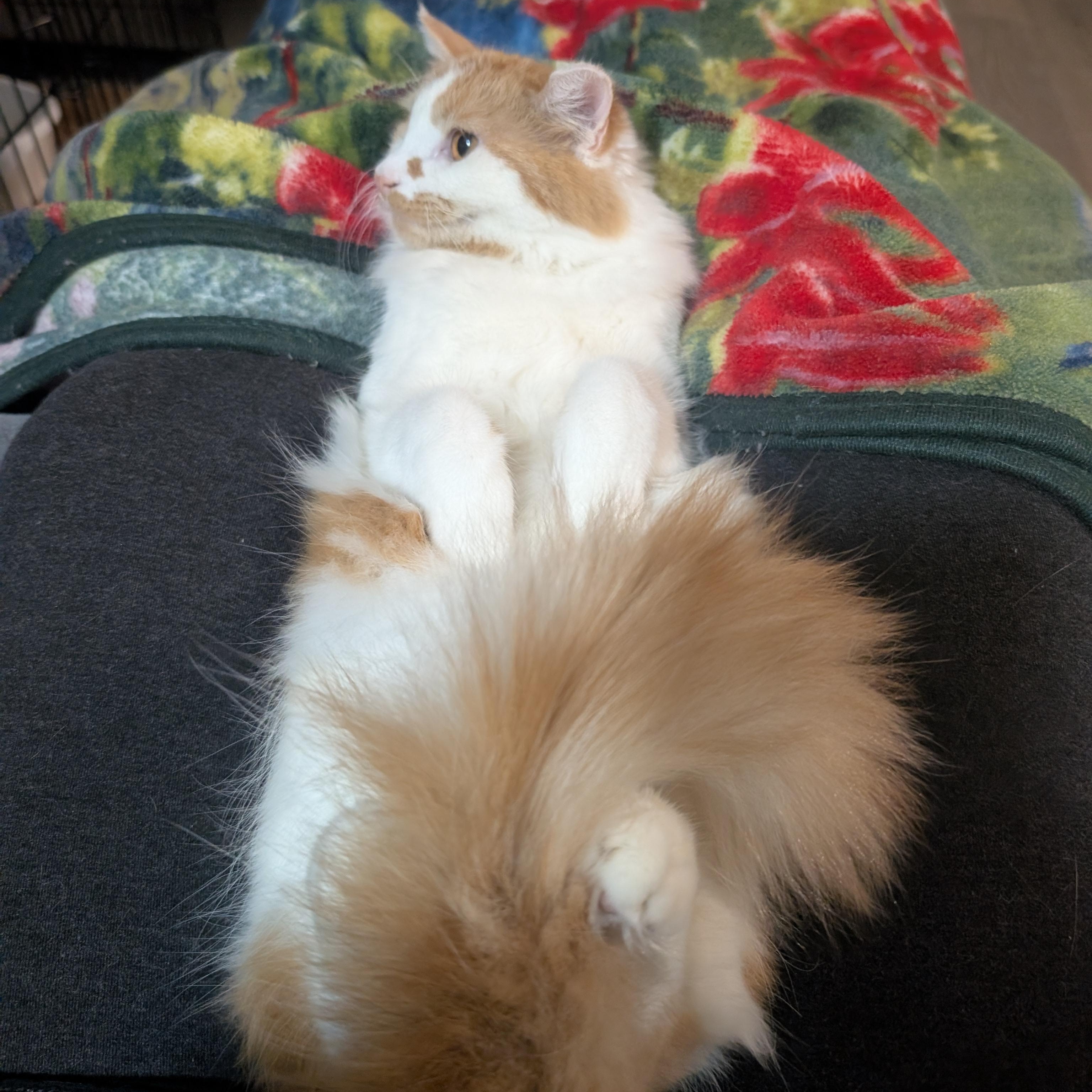 Enlarge Eden, a Adoptable Domestic Medium Hair in San Francisco, CA image 6/6
