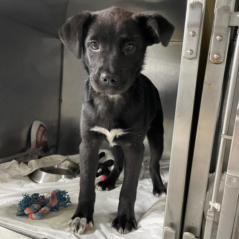 Dove, adopted, Puppy Female Australian Shepherd.