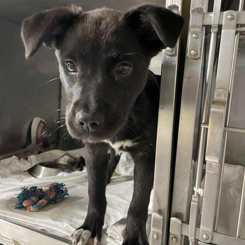 Enlarge Dove, an adopted mixed breed in Spencer, IN image 2/2