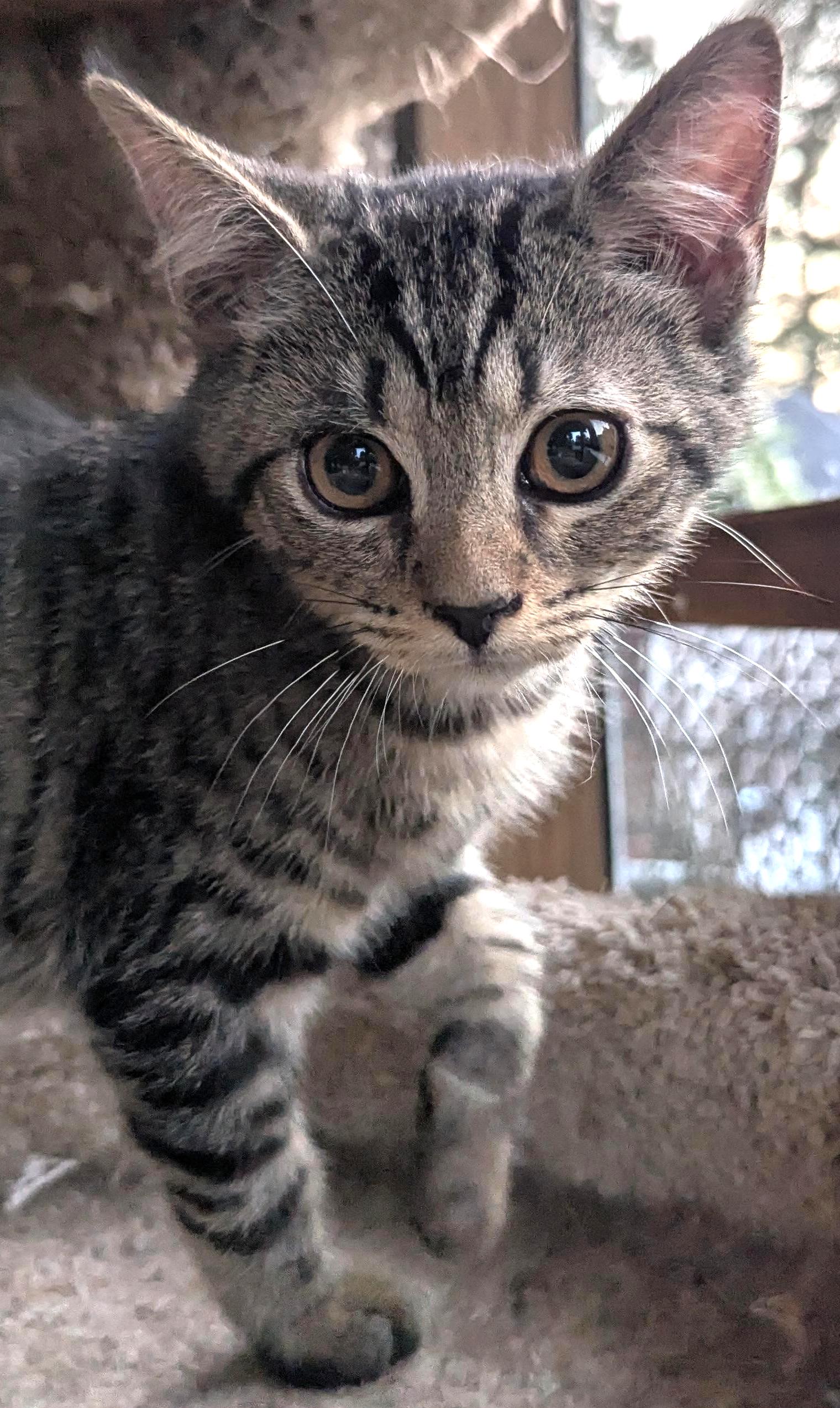 Meowbert, Adopted, Kitten Male Tiger.