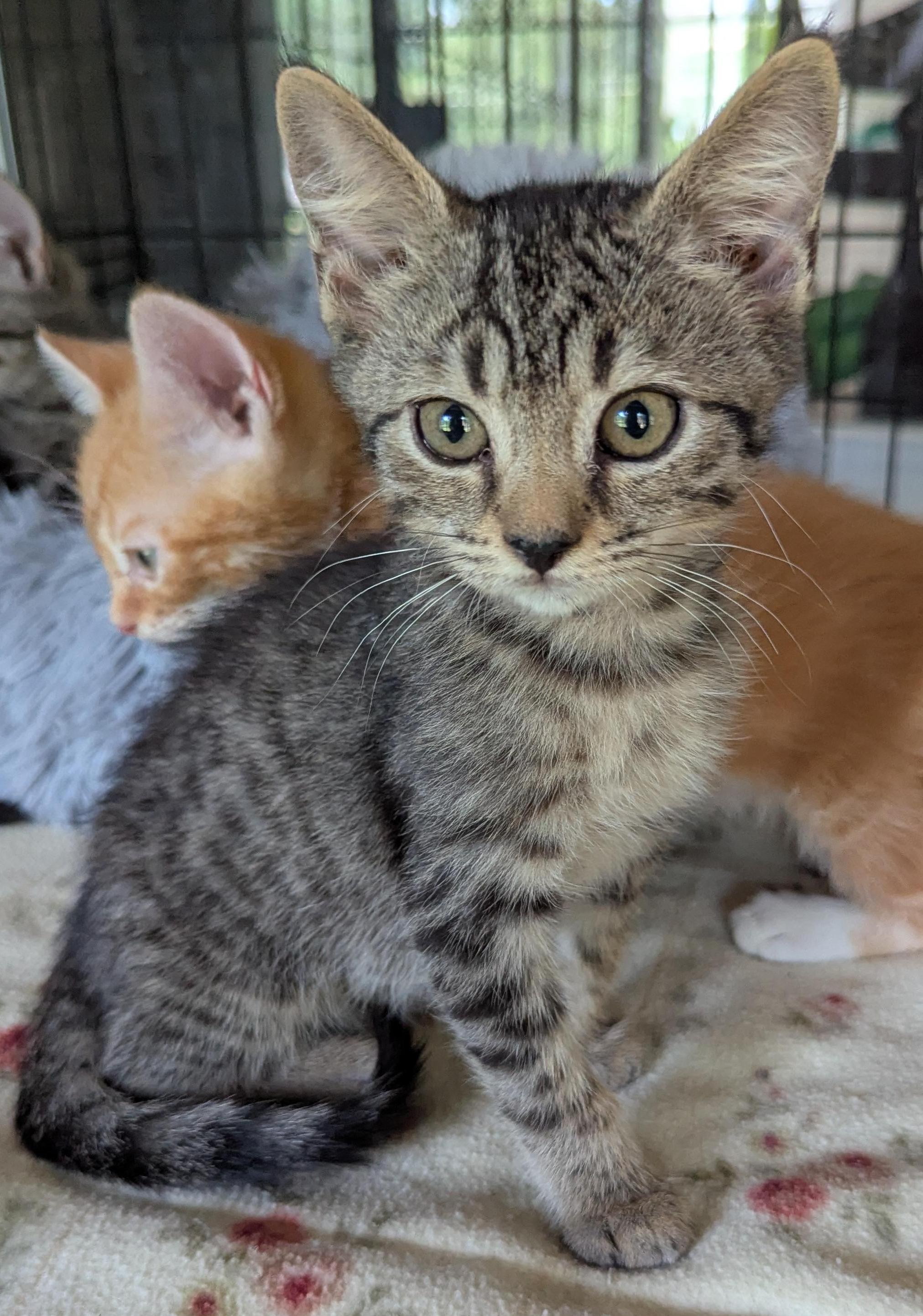 Enlarge Meowbert, a Adopted Tiger in Jamaica Plain, MA image 2/2