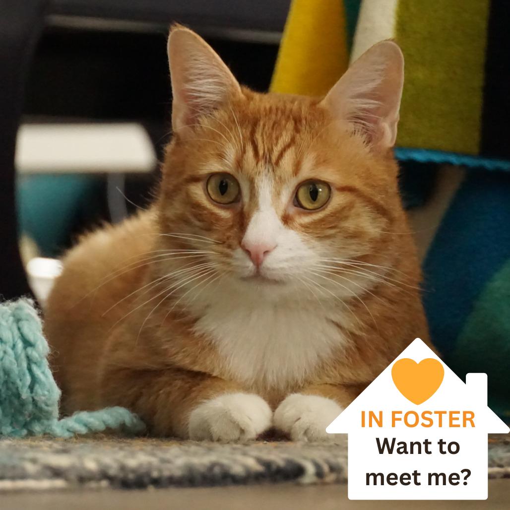 James P. Sullivan, Adoptable, Adult Male Domestic Short Hair & Domestic Short Hair.