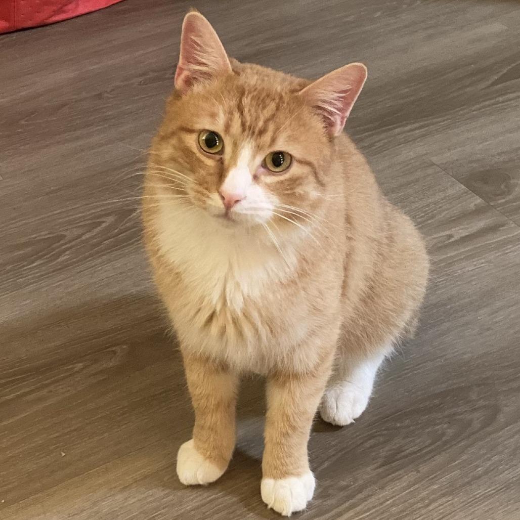 James P. Sullivan, Adoptable, Adult Male Domestic Short Hair & Domestic Short Hair.