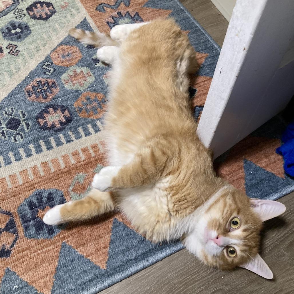 Enlarge James P. Sullivan, a Adoptable mixed breed in Salt Lake City, UT image 2/6