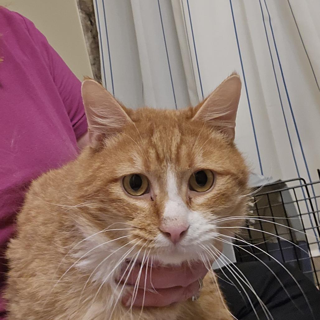 Enlarge James P. Sullivan, a Adoptable mixed breed in Salt Lake City, UT image 4/6