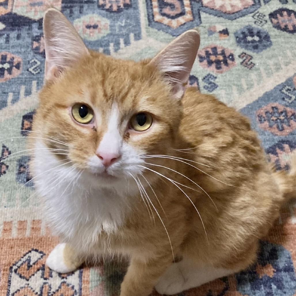 Enlarge James P. Sullivan, a Adoptable mixed breed in Salt Lake City, UT image 6/6