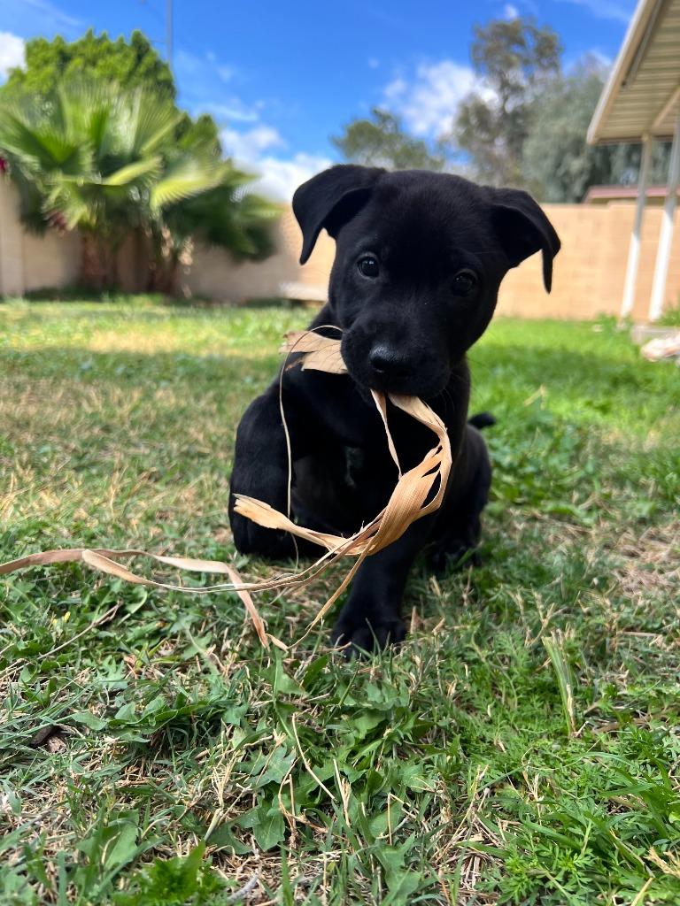 Enlarge Prawn, a Adoptable mixed breed in Phoenix, AZ image 1/3