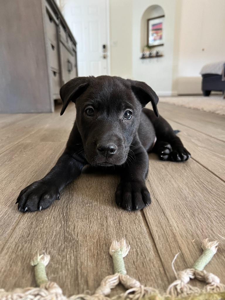 Enlarge Prawn, a Adoptable mixed breed in Phoenix, AZ image 2/3