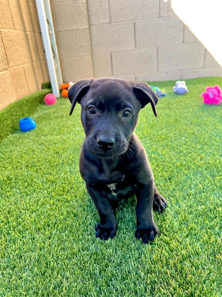 Enlarge Prawn, a Adoptable mixed breed in Phoenix, AZ image 3/3