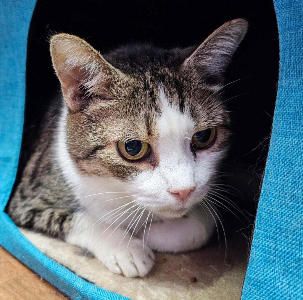 Momma, Adoptable, Senior Female Tortoiseshell.