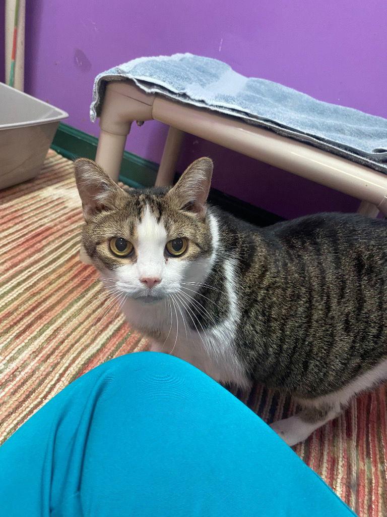 Momma, a Adoptable Tortoiseshell in Lovingston, VA image 2/3