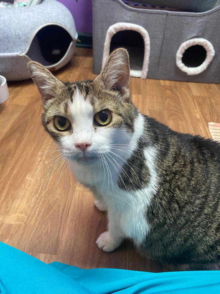 Momma, a Adoptable Tortoiseshell in Lovingston, VA image 3/3