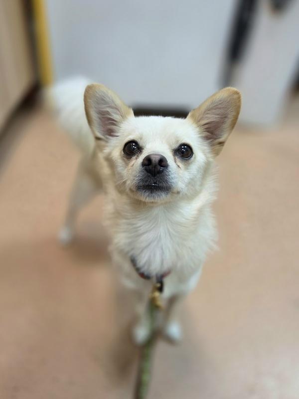 Leroy, Adoptable, Adult Male Chihuahua.