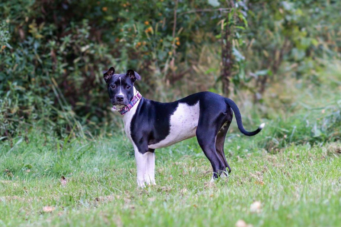 Enlarge Ember, a Adopted mixed breed in Carmel, NY image 2/6