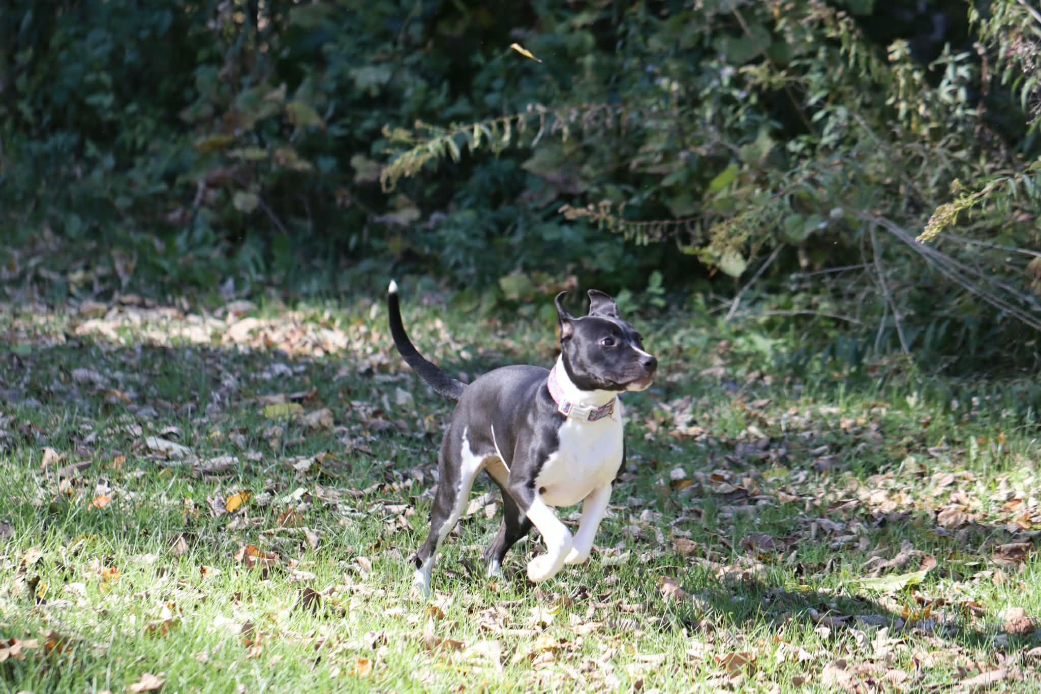 Enlarge Ember, a Adopted mixed breed in Carmel, NY image 5/6