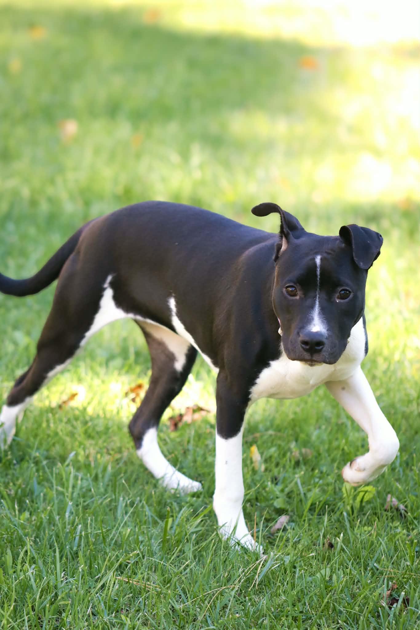 Enlarge Ember, a Adopted mixed breed in Carmel, NY image 6/6