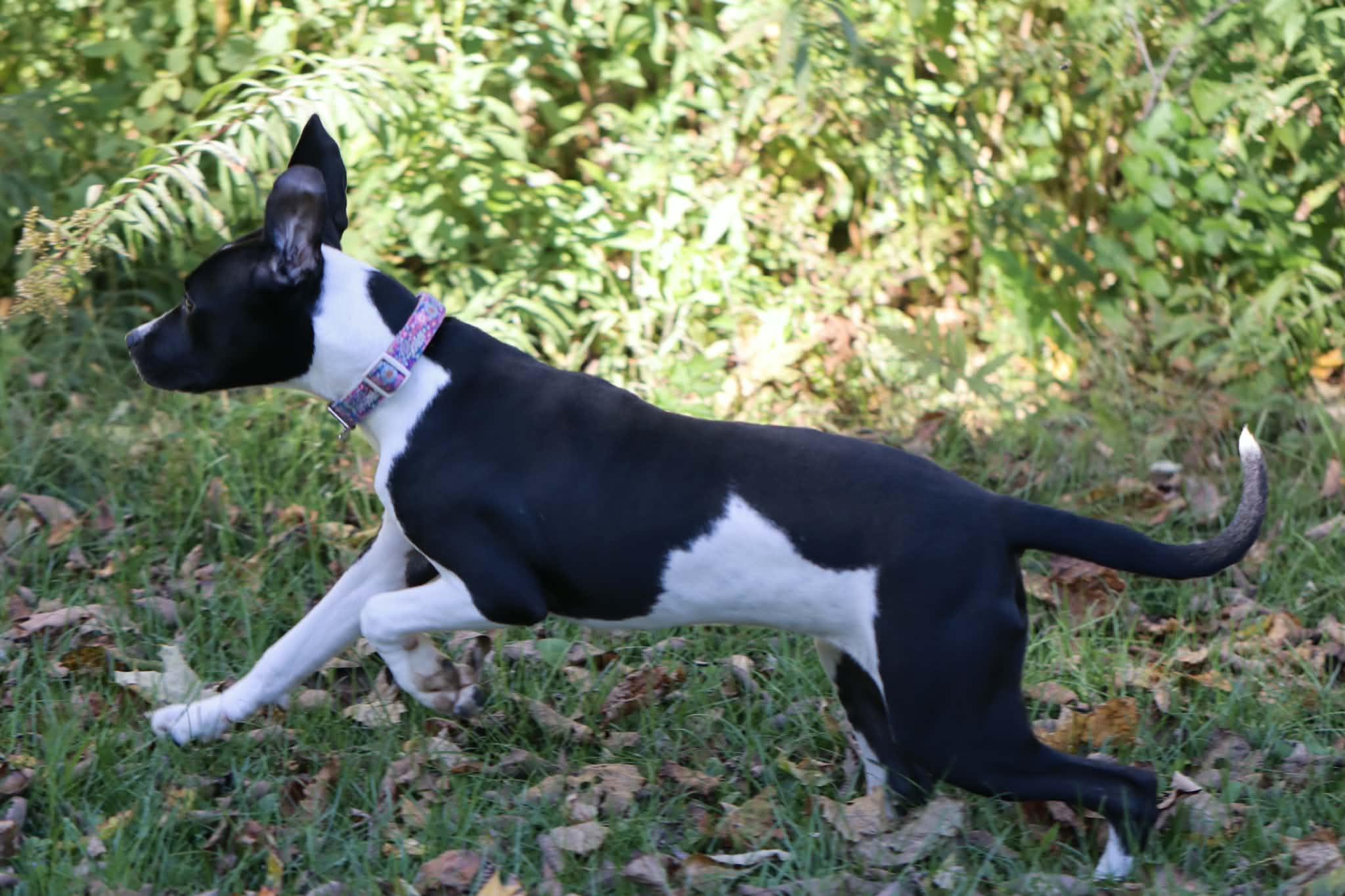 Enlarge Ember, a Adopted mixed breed in Carmel, NY image 4/6