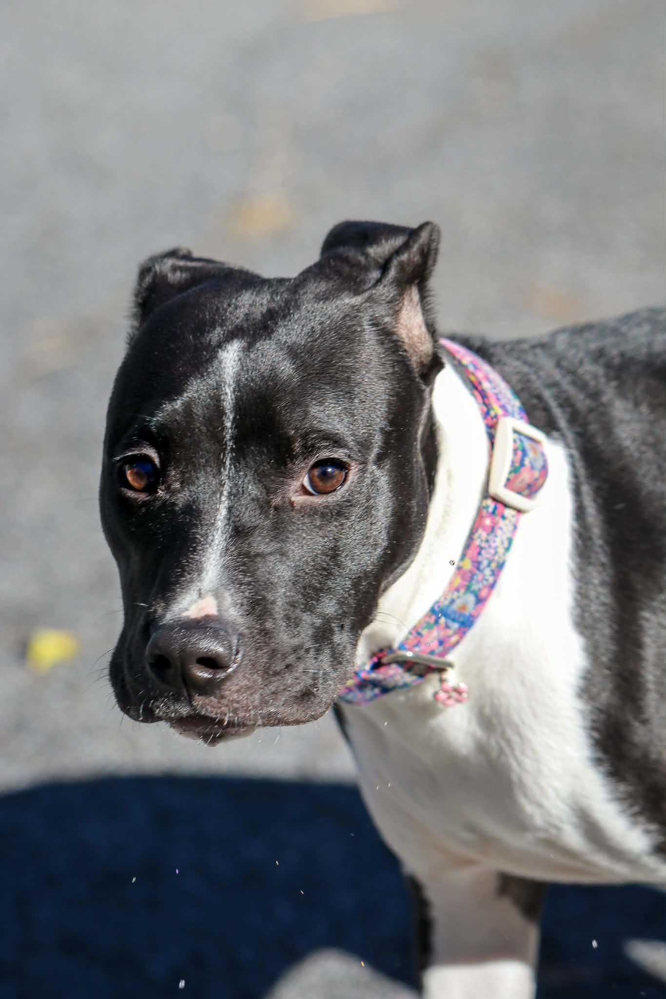 Enlarge Ember, a Adopted mixed breed in Carmel, NY image 3/6