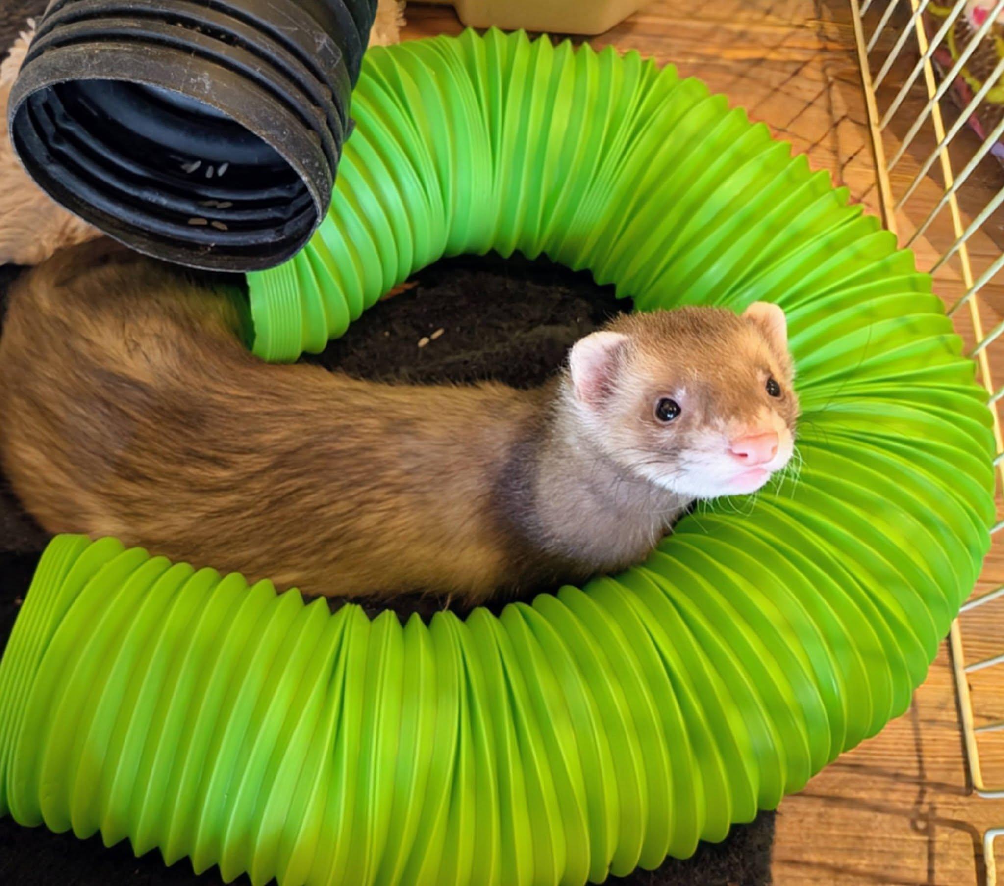 Enlarge Chai and Mocha, an adopted Ferret in Brandy Station, VA image 3/5
