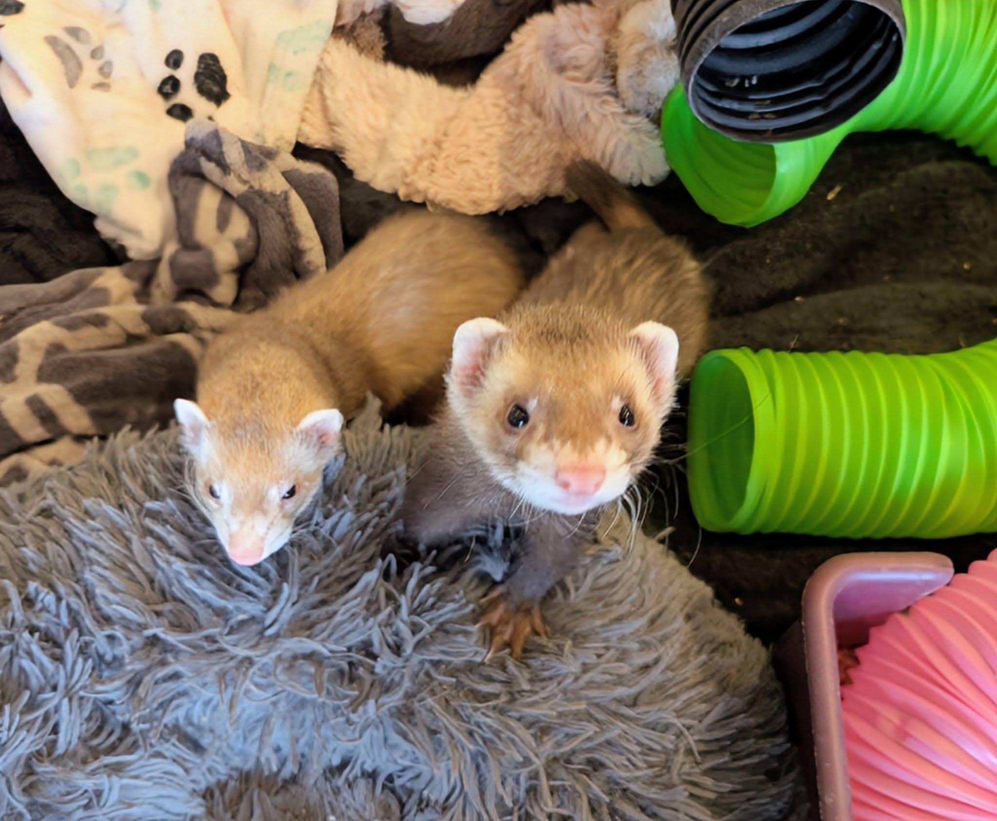 Chai and Mocha, ADOPTABLE, Baby Male Ferret.