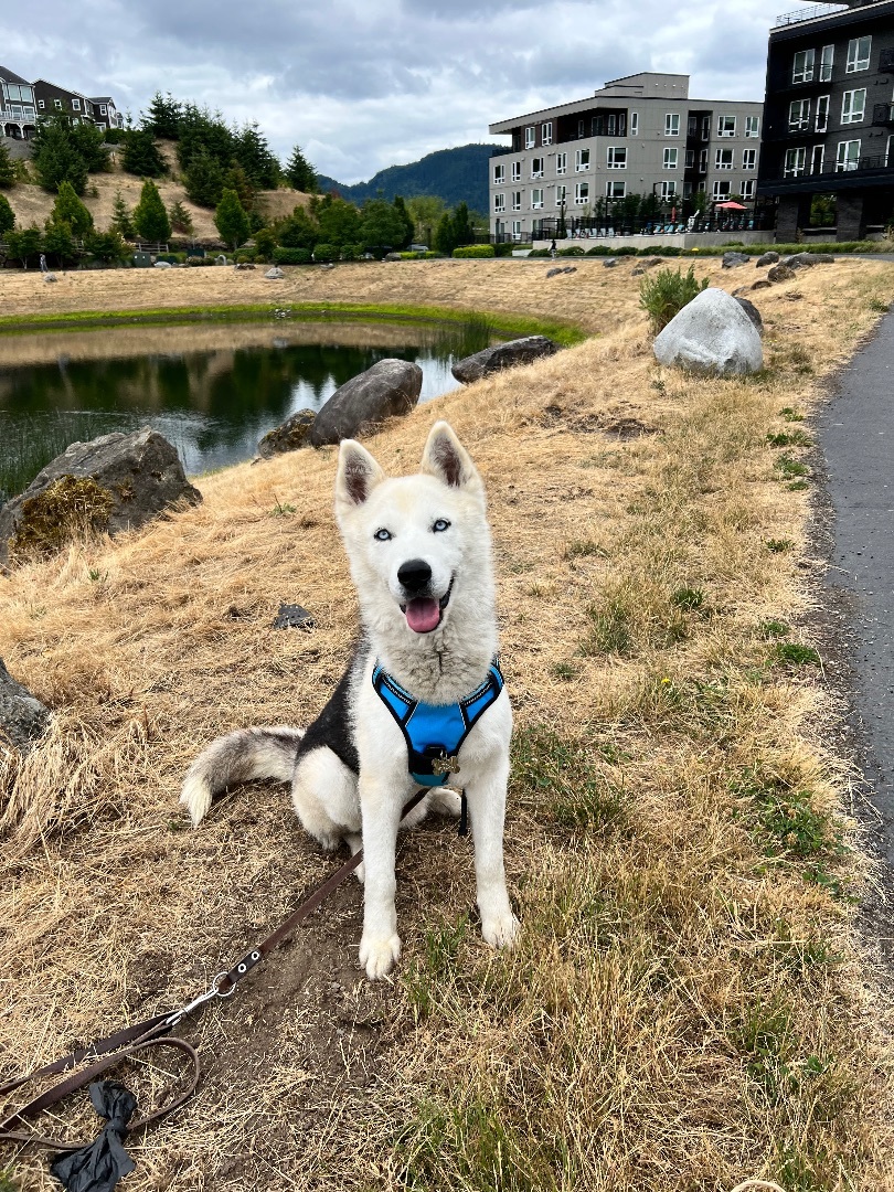 Tofu, Adopted, Young Male Siberian Husky.