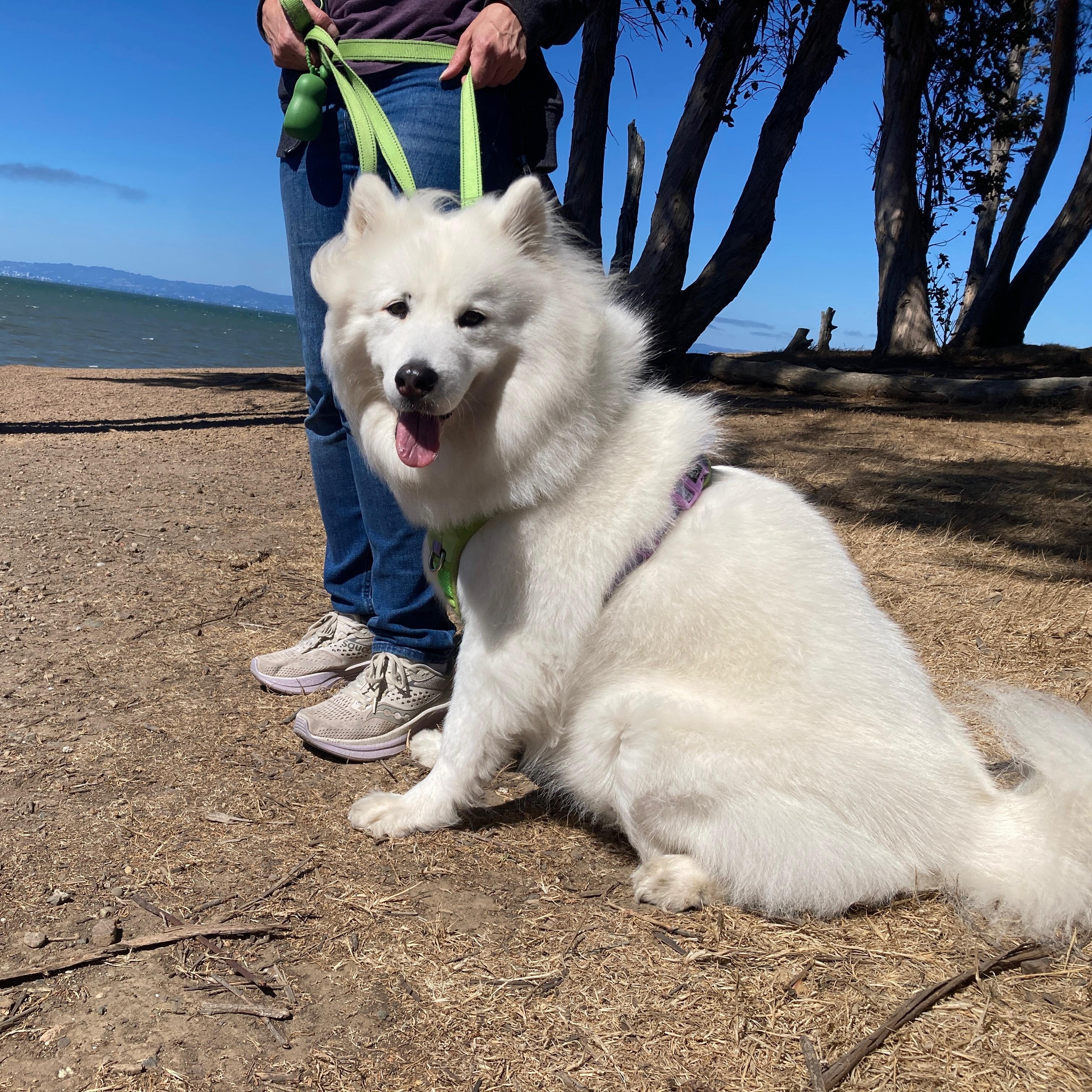 Freja, a Adoptable mixed breed in San Rafael, CA image 3/6