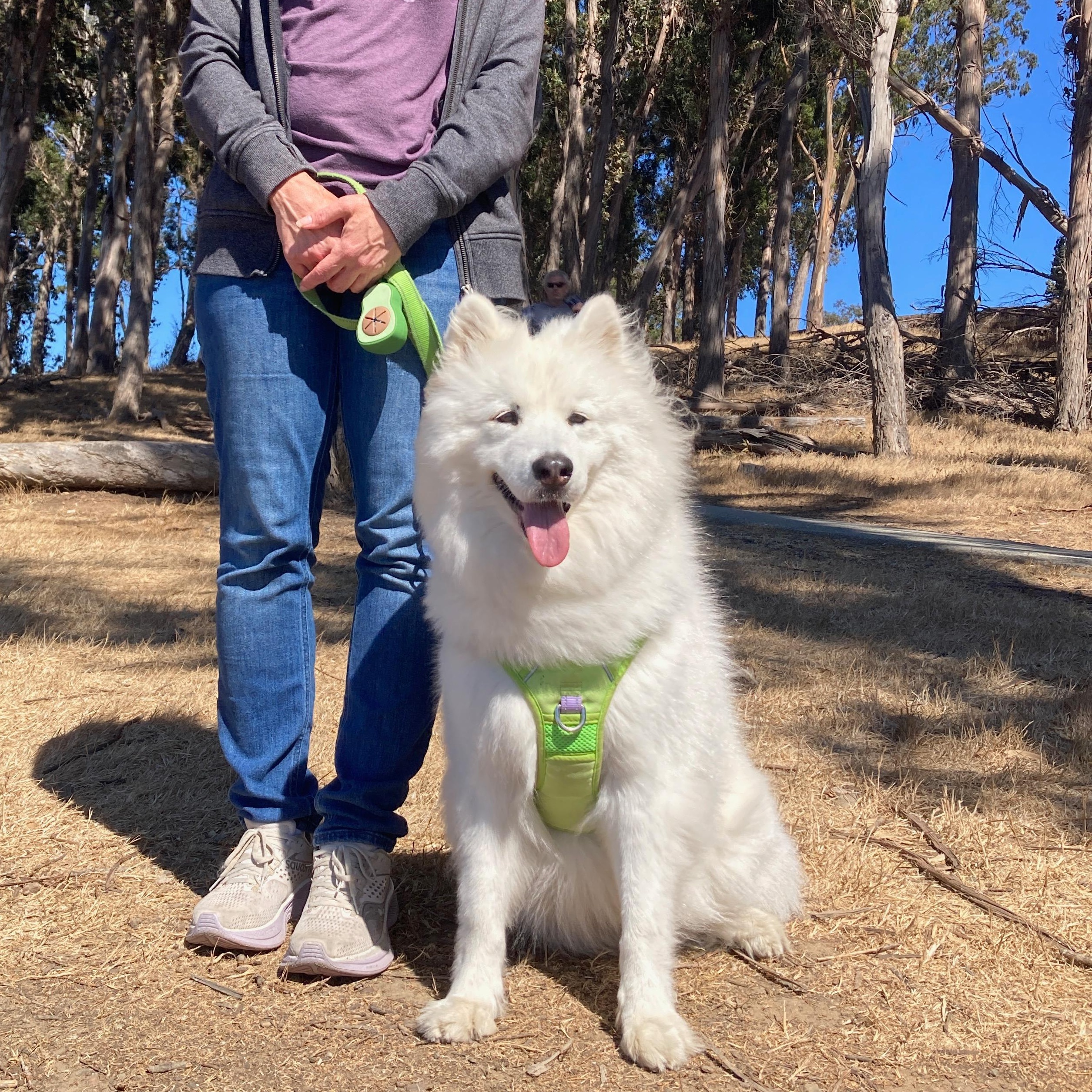 Freja, a Adoptable mixed breed in San Rafael, CA image 5/6