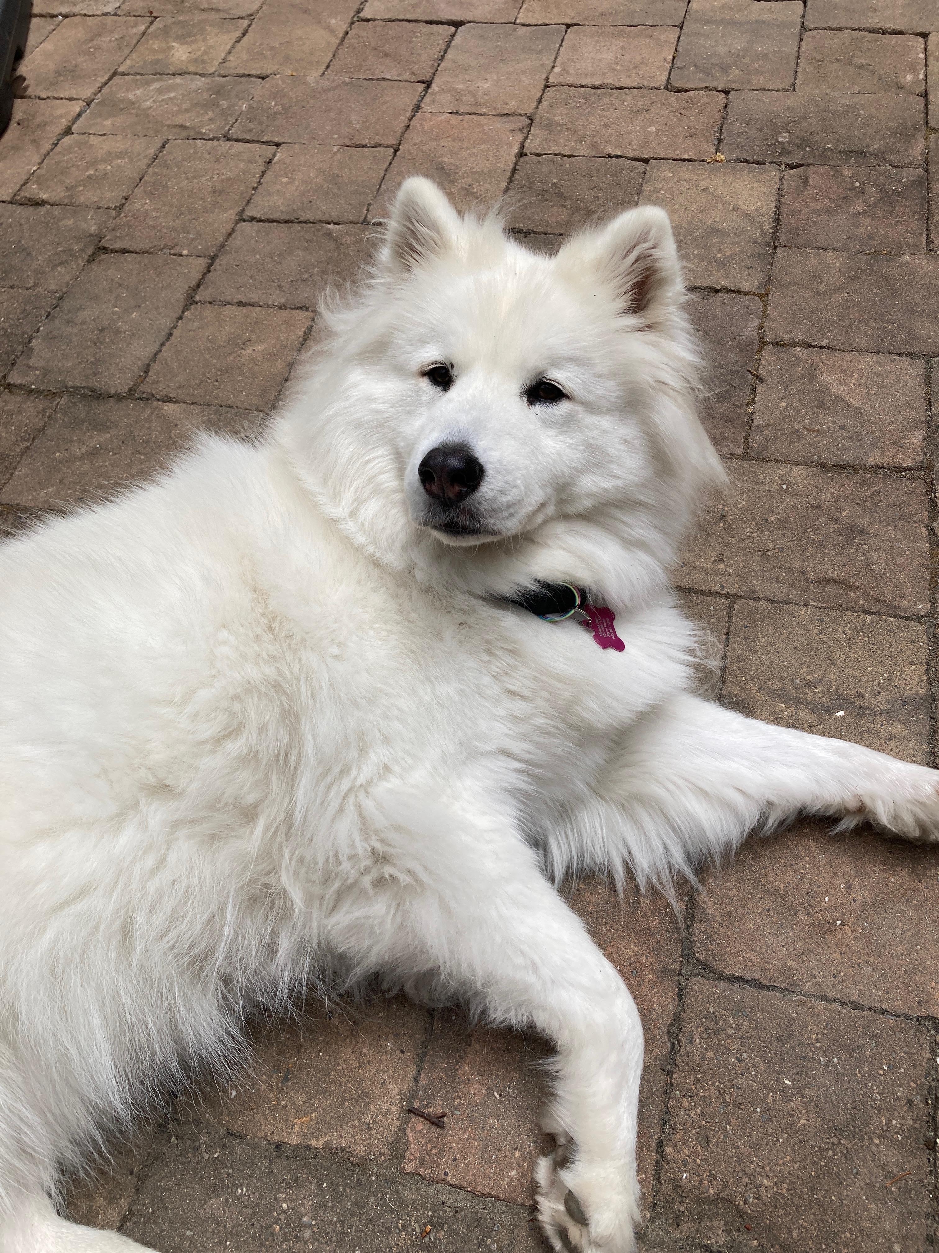 Freja, a Adoptable mixed breed in San Rafael, CA image 6/6