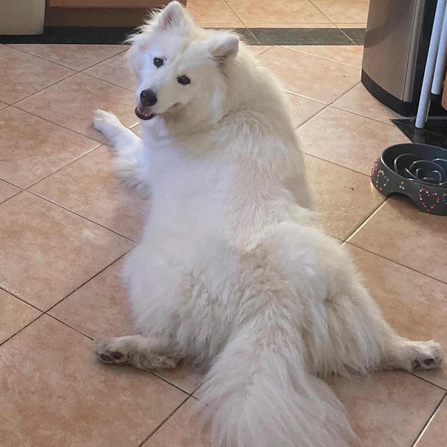 Freja, Adoptable, Adult Female Samoyed & Husky.