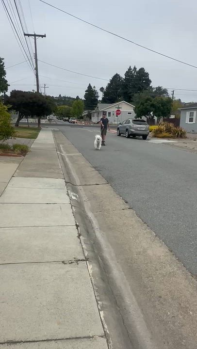 Enlarge Freja, a Adoptable mixed breed in San Rafael, CA video 2/6