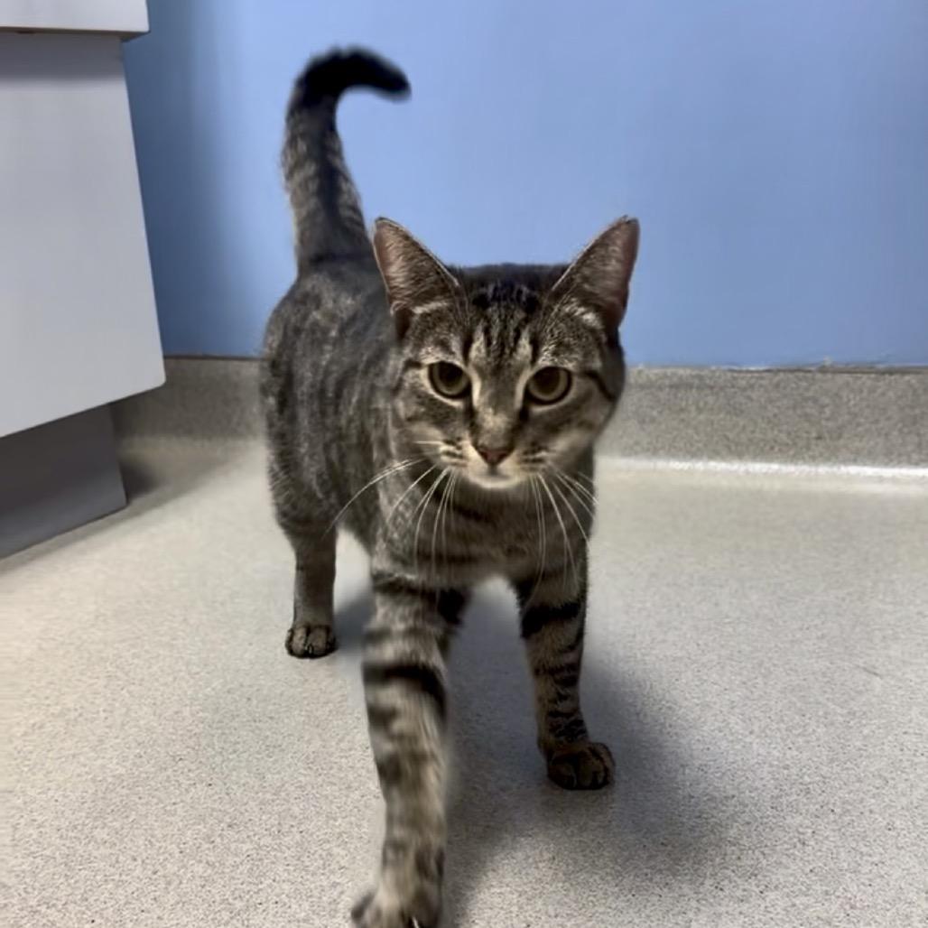Sunflower, Adoptable, Adult Female Domestic Short Hair.