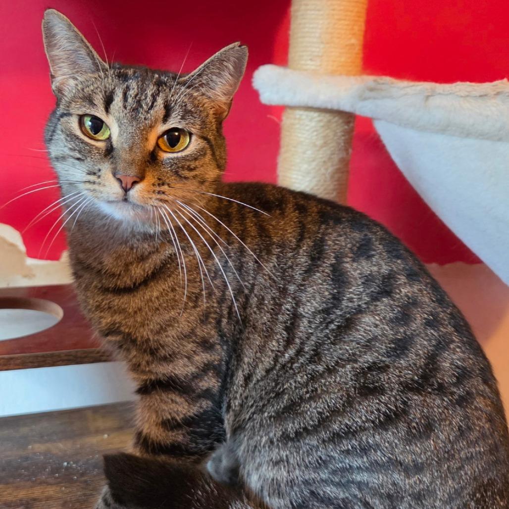 Enlarge Sunflower, a Adoptable Domestic Short Hair in Wind Gap, PA image 2/3