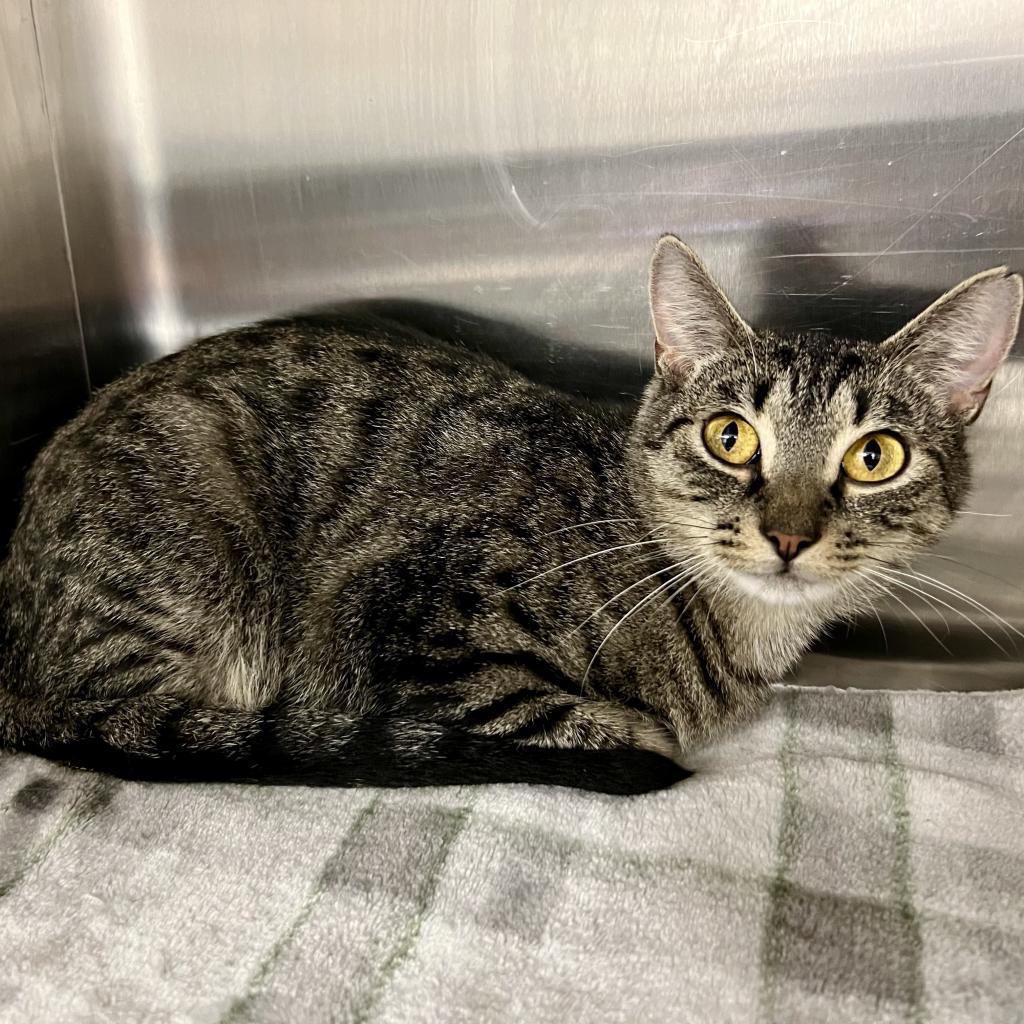 Sunflower, Adoptable, Adult Female Domestic Short Hair.