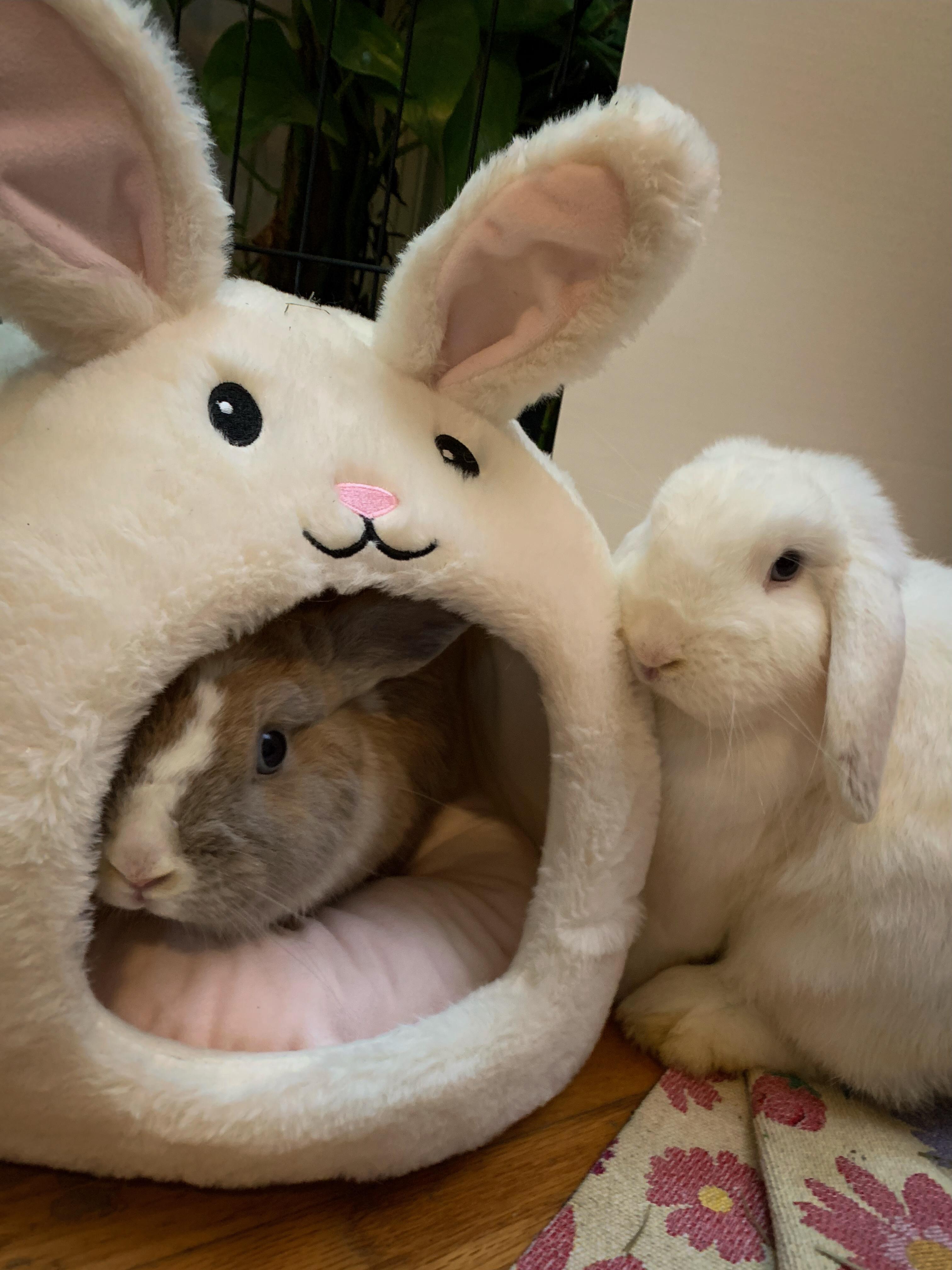 Enlarge Whiskers (Bonded with Buckie), a Adoptable mixed breed in Midlothian, VA image 1/5