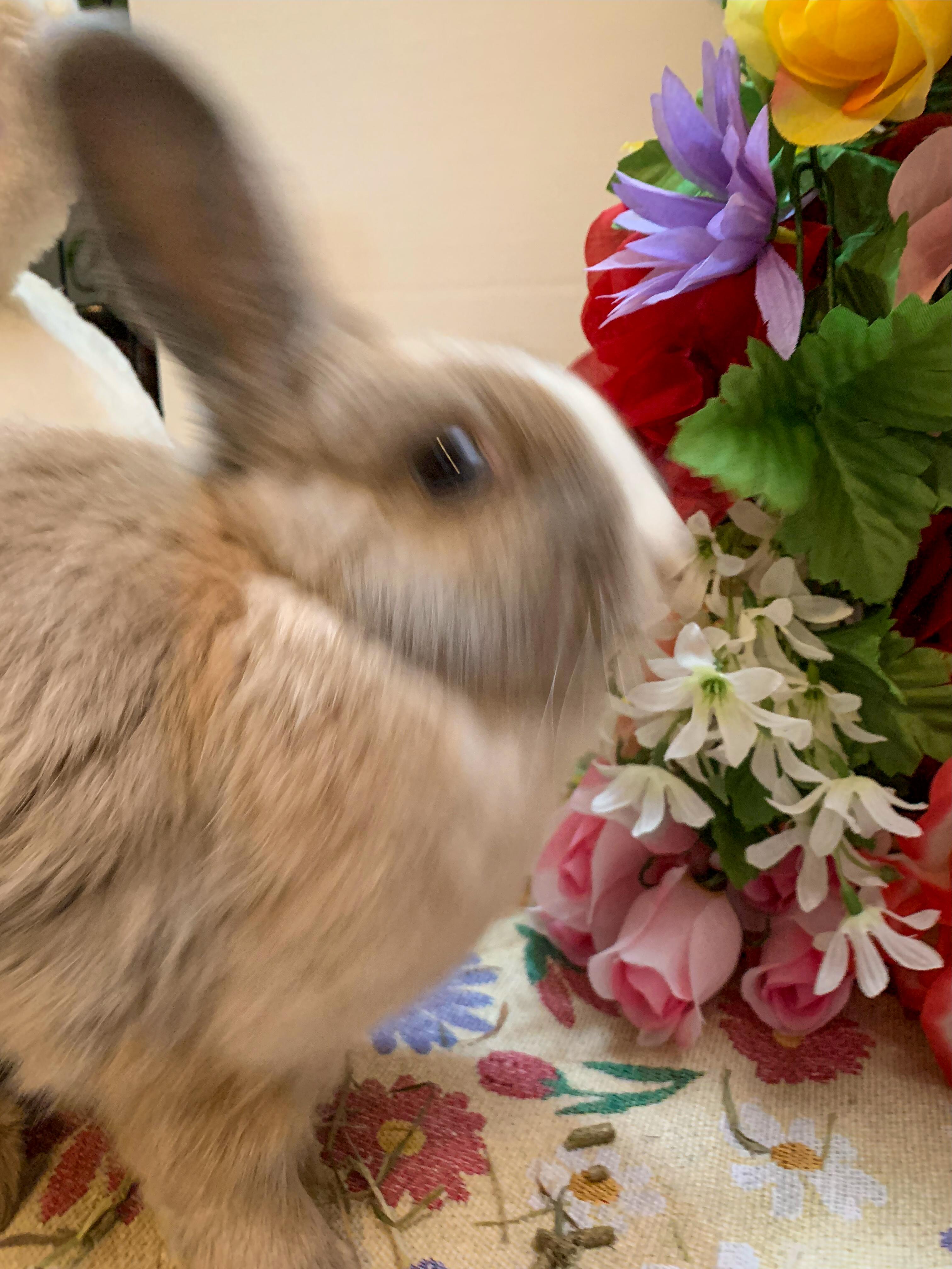 Enlarge Whiskers (Bonded with Buckie), a Adoptable mixed breed in Midlothian, VA image 2/5