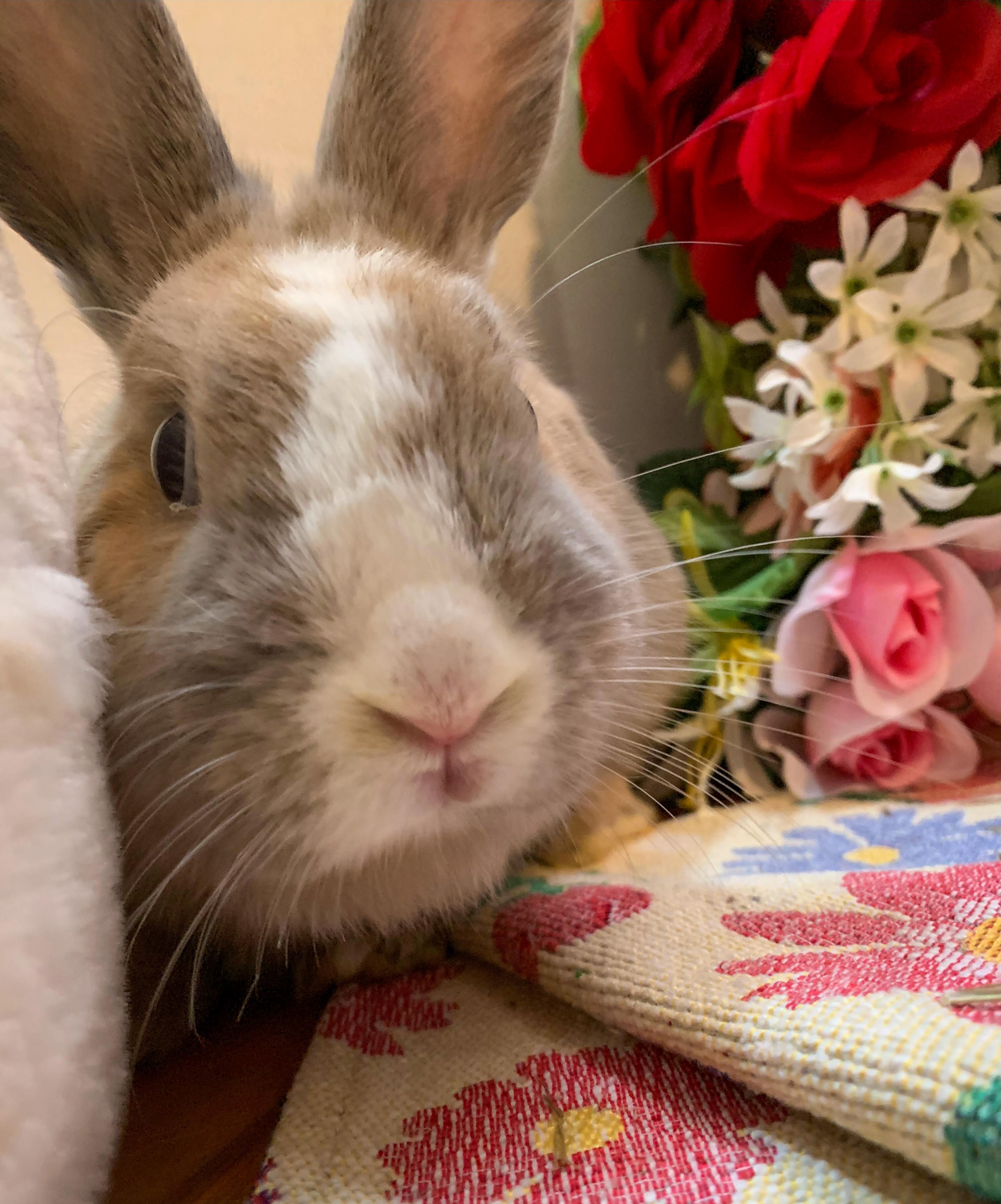 Enlarge Whiskers (Bonded with Buckie), a Adoptable mixed breed in Midlothian, VA image 3/5