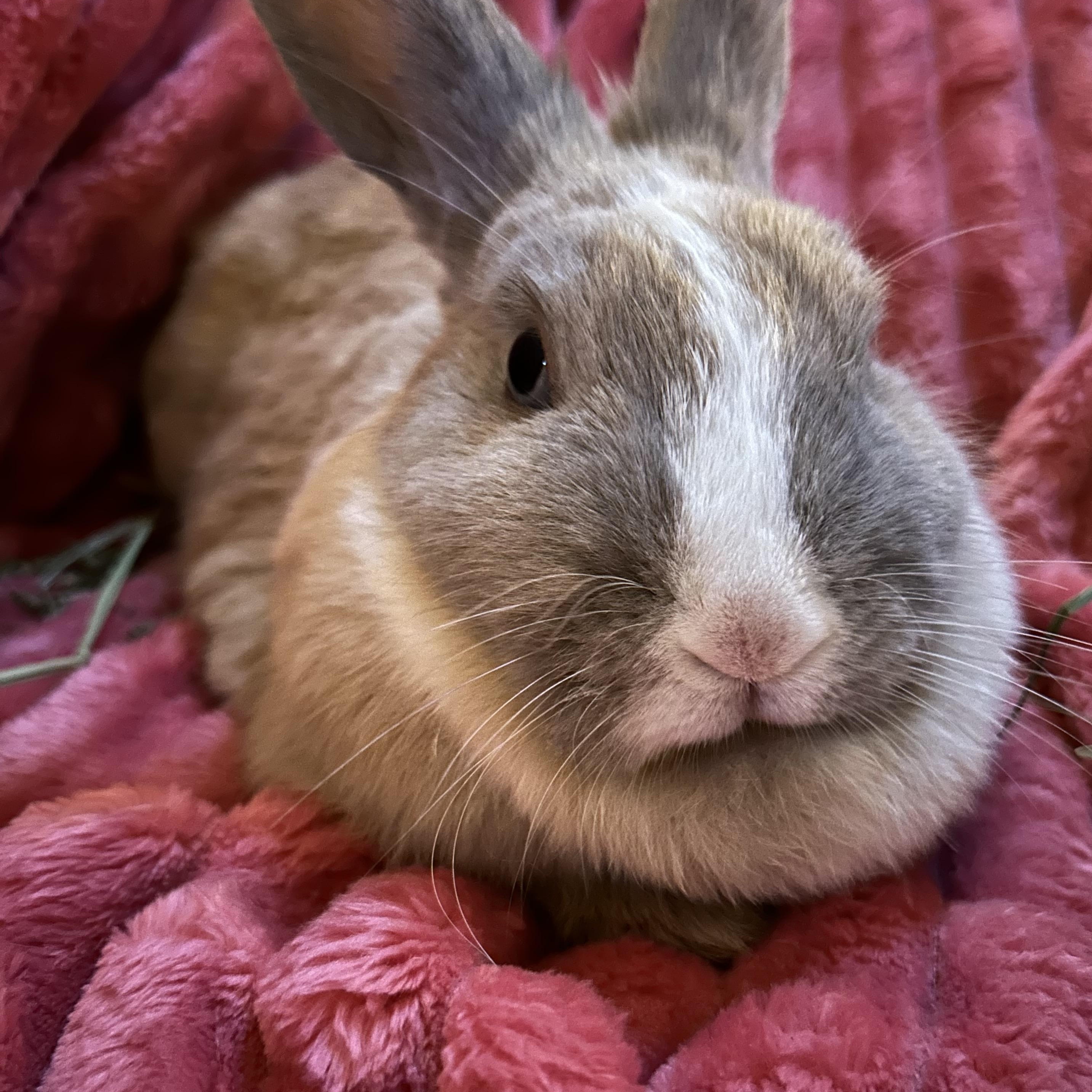 Enlarge Whiskers (Bonded with Buckie), a Adoptable mixed breed in Midlothian, VA image 4/5