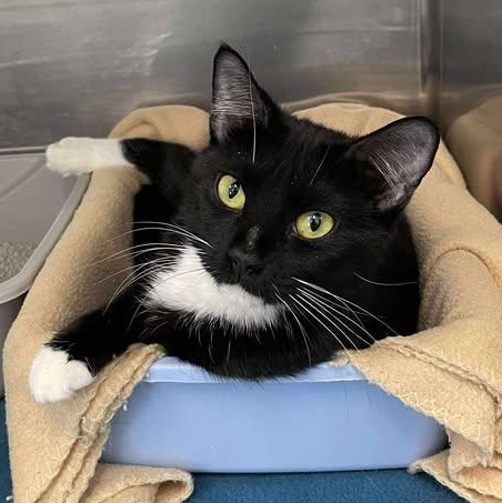 Enlarge Magpie, a ADOPTABLE Domestic Short Hair in Winthrop, ME image 1/1