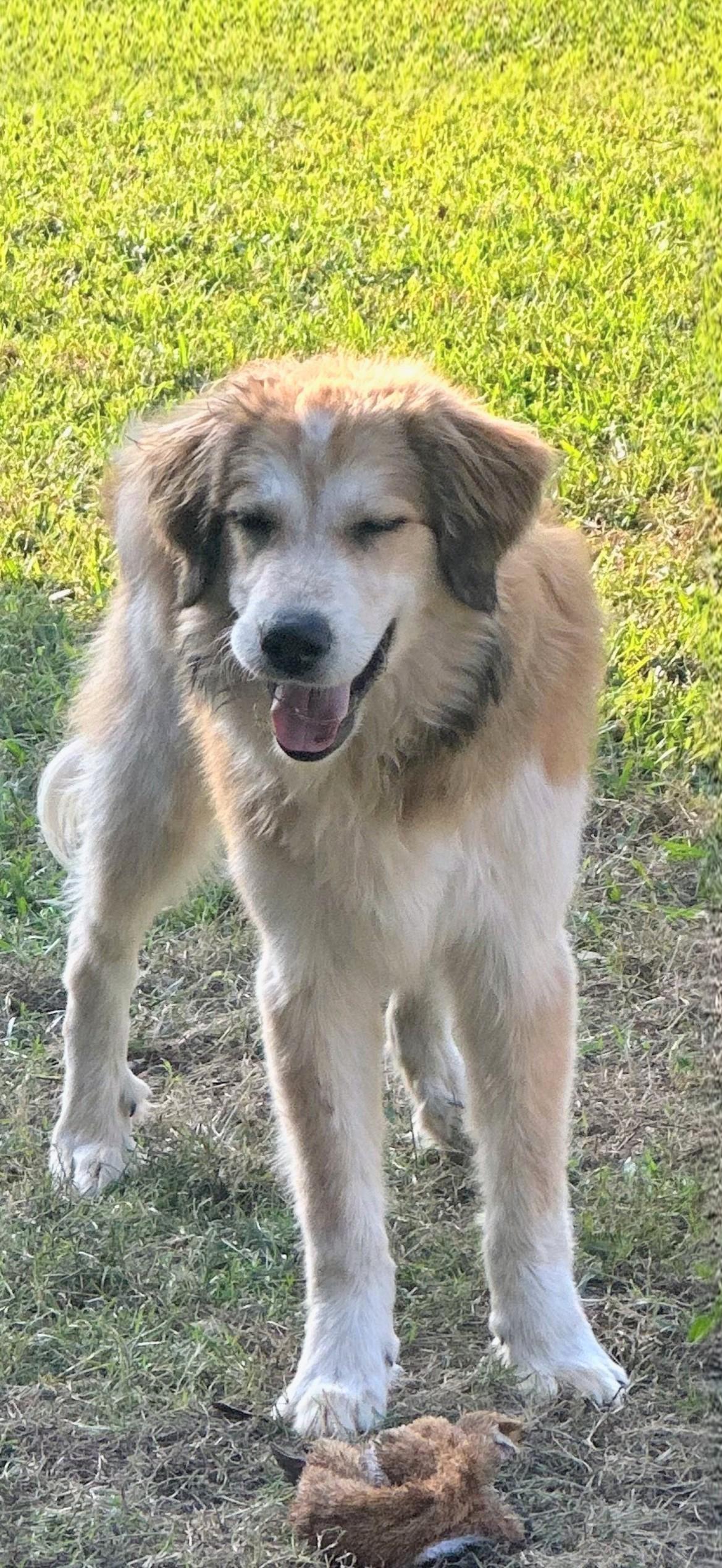 Enlarge Bailey, an adopted mixed breed in Willington, CT image 2/3
