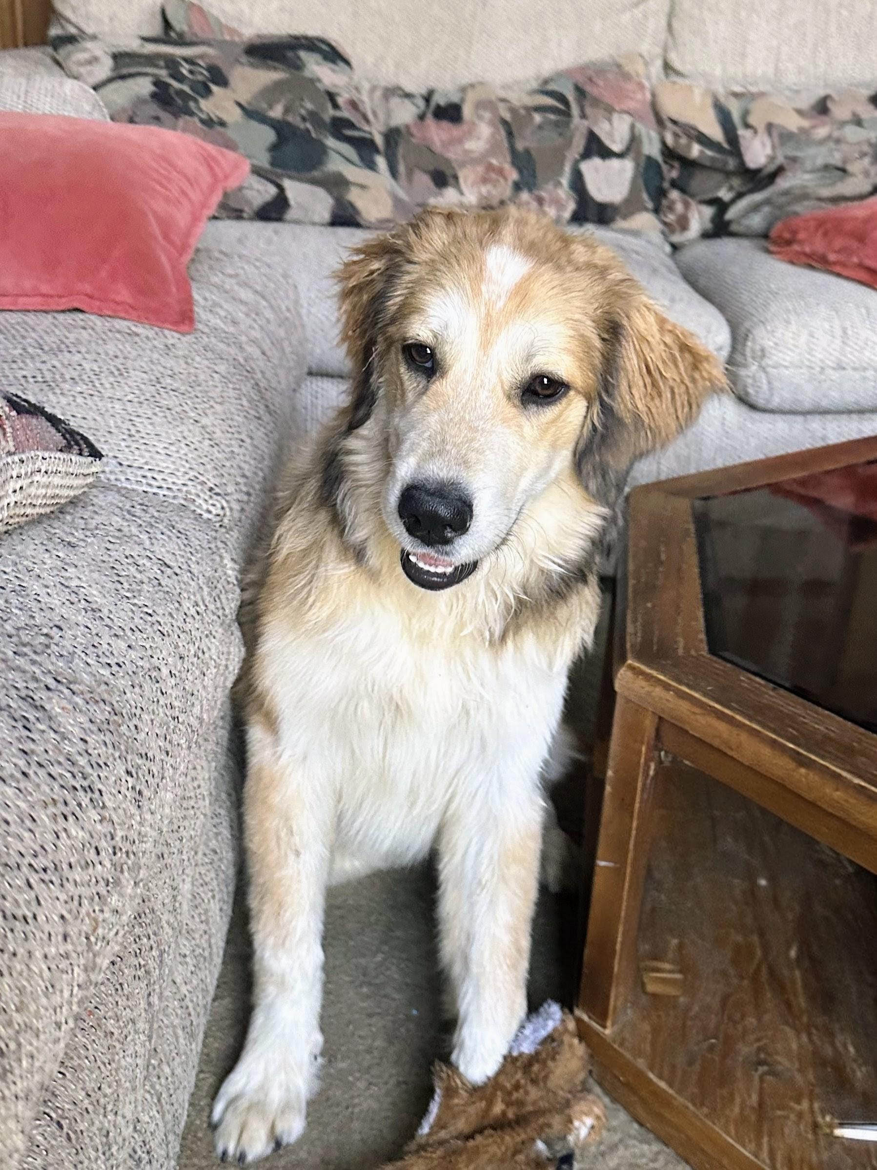 Enlarge Bailey, an adopted mixed breed in Willington, CT image 1/3