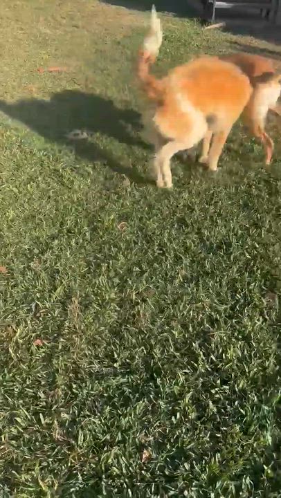 Enlarge Bailey, an adopted mixed breed in Willington, CT video 3/3