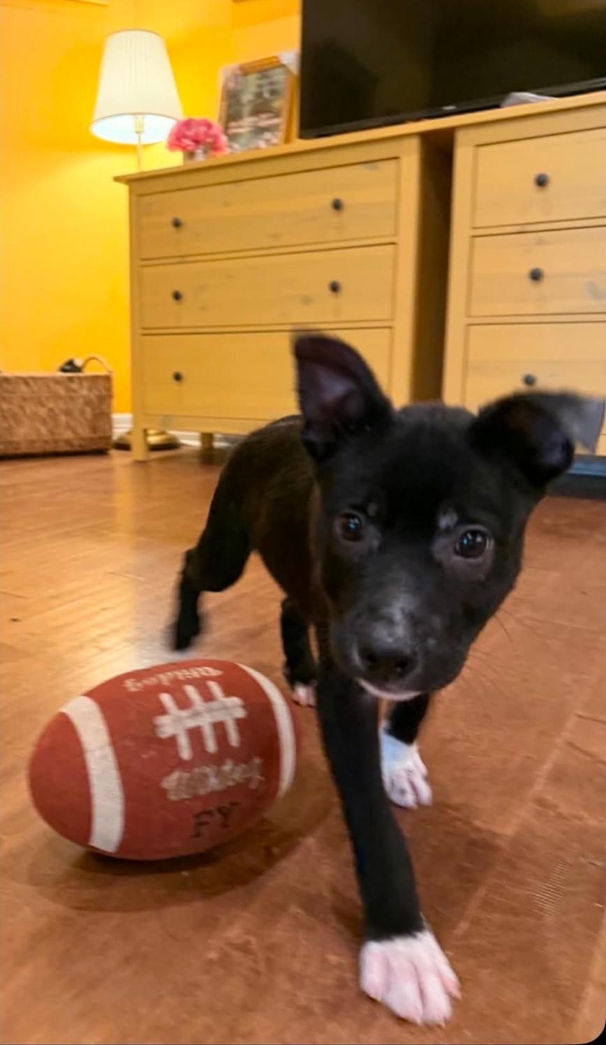 Bobbi Roo, an adopted mixed breed in West Middlesex, PA image 3/6