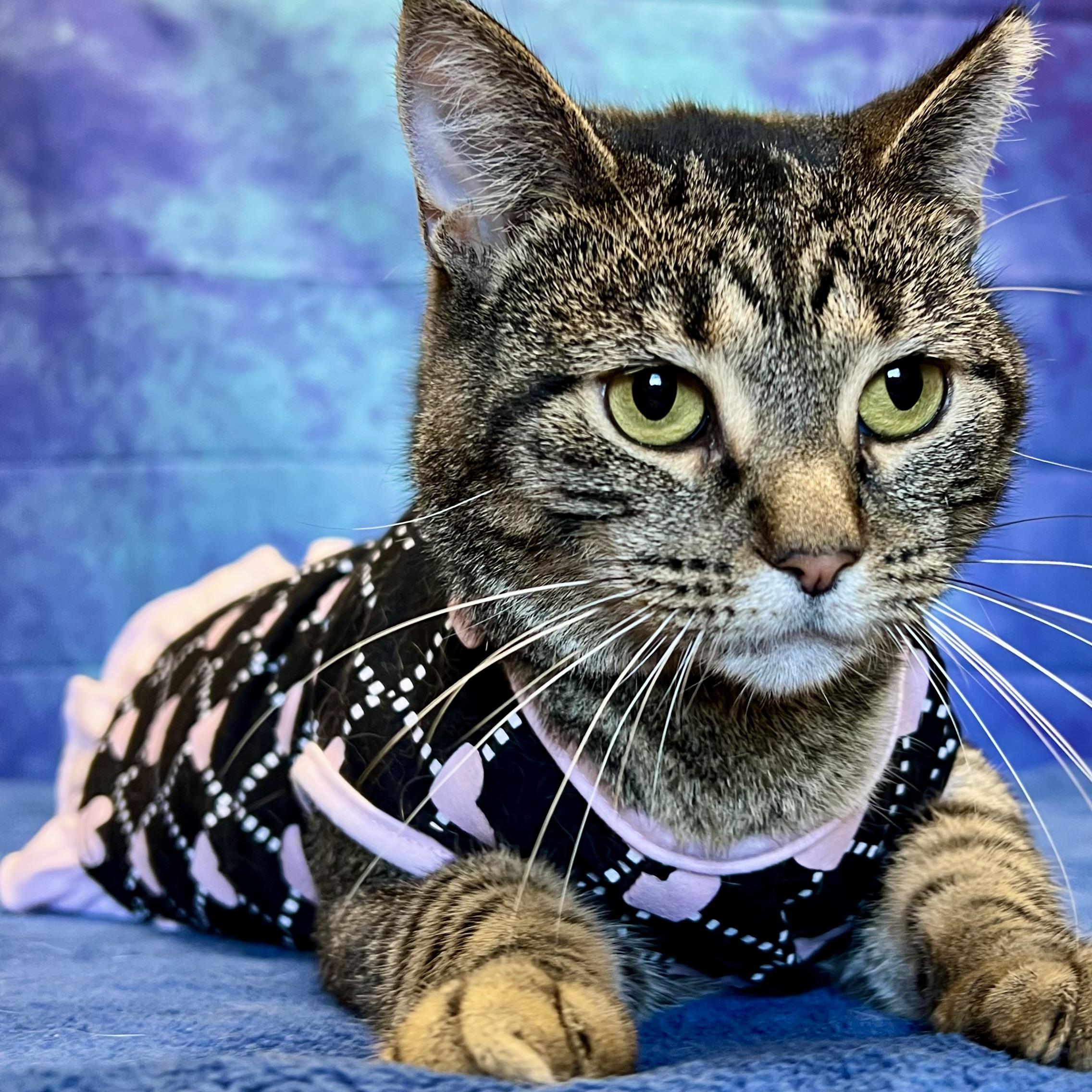 Chelsey, a Adoptable Domestic Short Hair in Fairmont, MN image 2/6